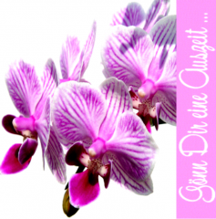 Gewerbe: Straßer Sonja